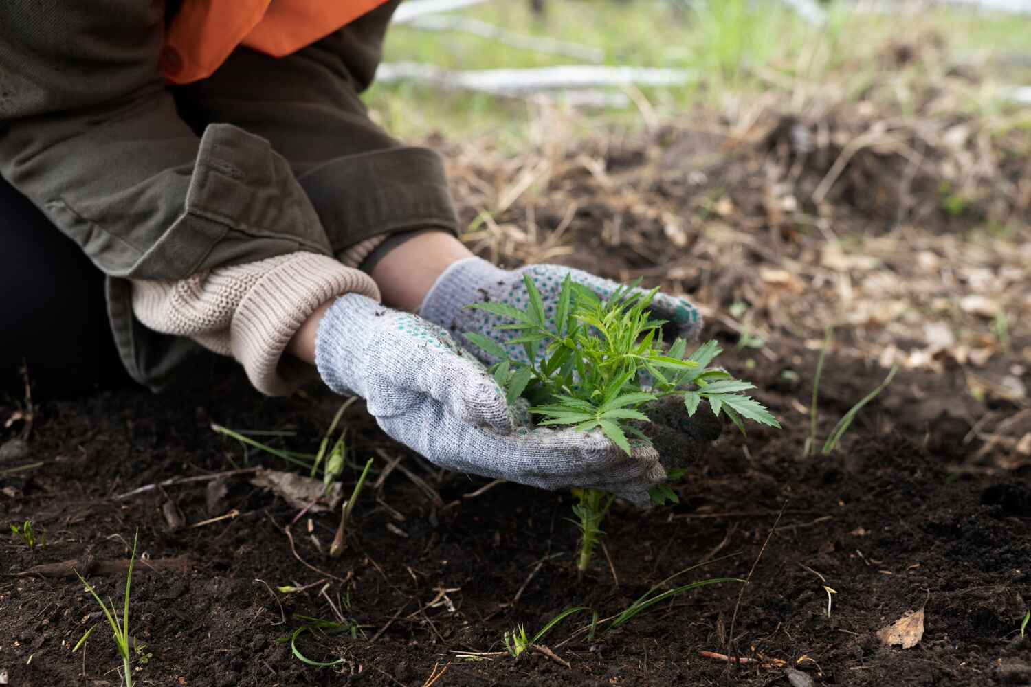 Reliable Paris, MO Tree Service Solutions